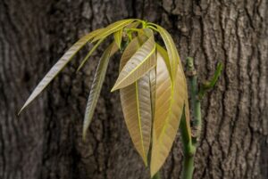 Mango hout