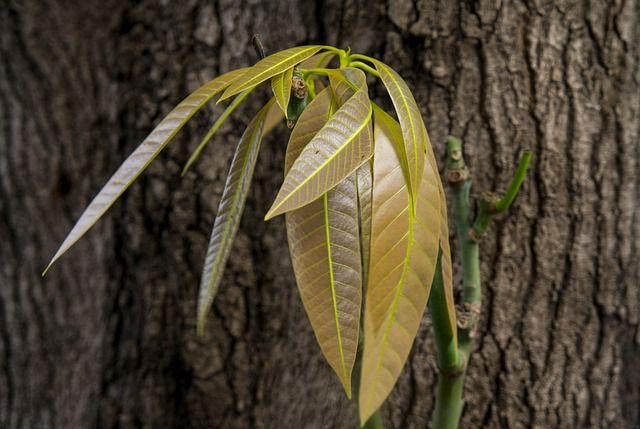 Mango hout